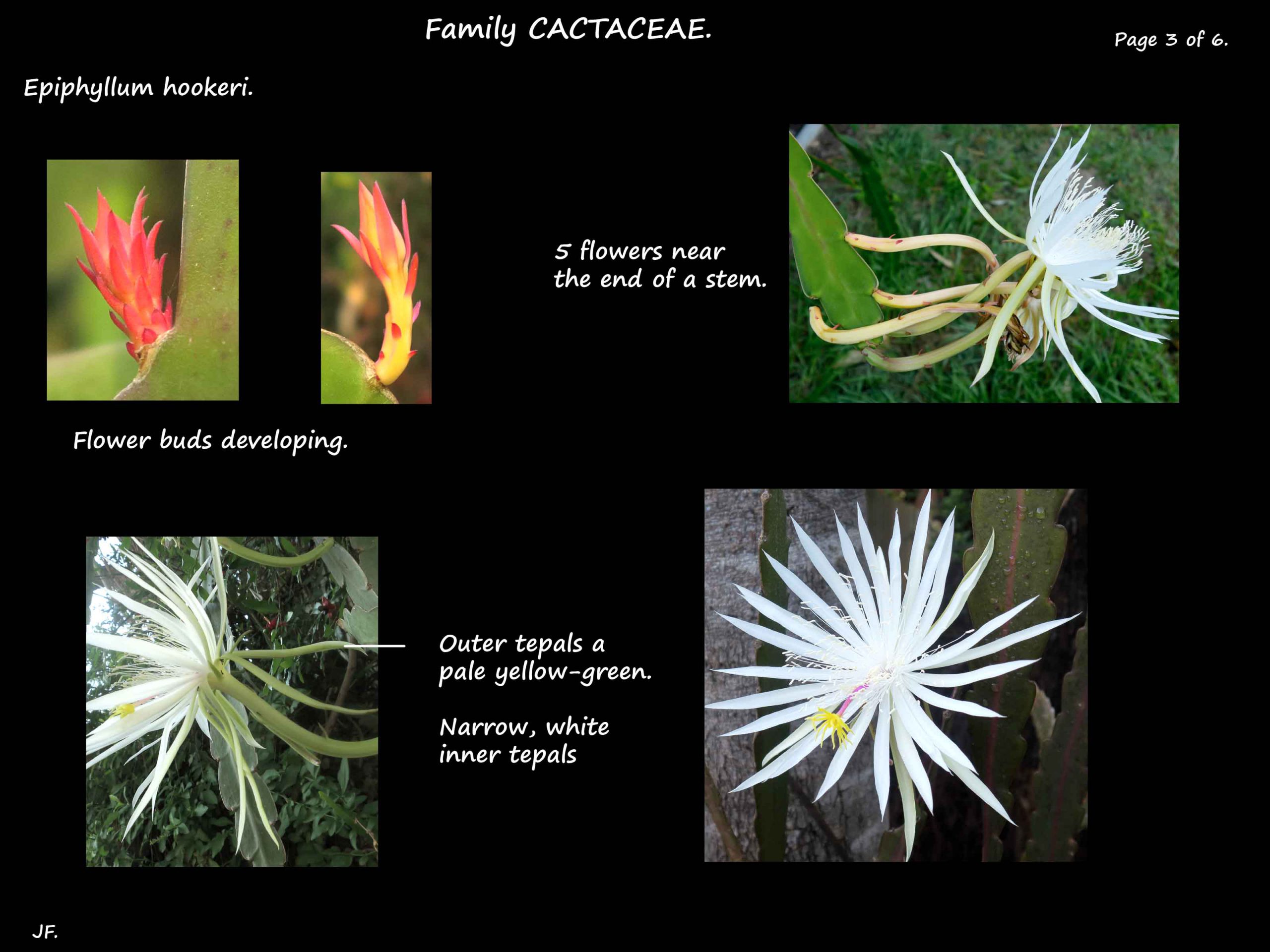 3 Epiphyllum hookeri flowers